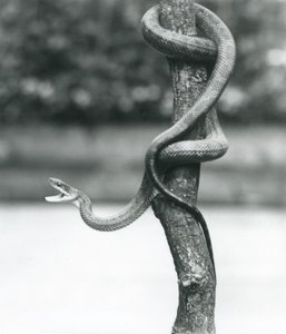 Rozdziawiony Texas Rat Snake zwinięty wokół pionowej gałęzi w londyńskim zoo w sierpniu 1928 r. (zdjęcie czarno-białe) autorstwa Frederick William Bond