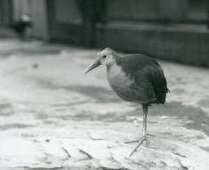 Drewniana poręcz z szarą szyjką lub szara drewniana poręcz (Aramides cajaneus) stojąca na jednej nodze w londyńskim zoo we wrześniu 1927 r. autorstwa Frederick William Bond