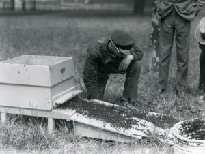 Grupa opiekunów, w tym Brown, przenosząca rój pszczół miodnych, londyńskie zoo, lipiec 1926 autorstwa Frederick William Bond