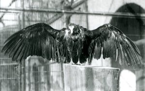 Zakapturzony sęp stojący na kłodzie z rozpostartymi skrzydłami, cieszący się kwietniowym prysznicem w londyńskim zoo, przed 1930 r. (zdjęcie czarno-białe) autorstwa Frederick William Bond