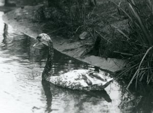 Łabędź hybrydowy, Mute x Black, pływający w stawie w londyńskim zoo w 1927 r. autorstwa Frederick William Bond