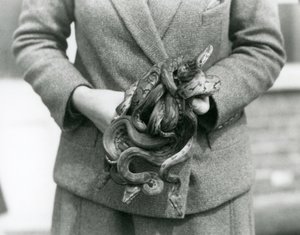Opiekun trzymający węzeł młodego pytona królewskiego lub pytona kulistego w londyńskim zoo w 1931 r. (zdjęcie czarno-białe) autorstwa Frederick William Bond