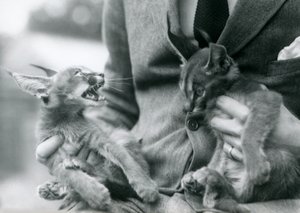 Opiekun trzymający na kolanach parę kociąt Caracal, londyńskie zoo, 1924 autorstwa Frederick William Bond