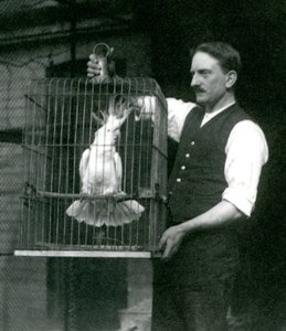 Opiekun trzyma kakadu czubatego siarki, Jade, w klatce w londyńskim zoo w październiku 1924 r. autorstwa Frederick William Bond