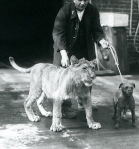 Opiekun wyprowadzający psa i młodego lwa na spacer, londyńskie zoo, sierpień 1925 (zdjęcie czarno-białe) autorstwa Frederick William Bond