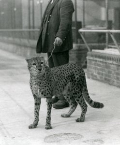 Opiekun z gepardem na smyczy, londyńskie zoo autorstwa Frederick William Bond