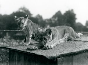 Lew i młode tygrysa siedzą razem na dachu swojej nory, londyńskie zoo, wrzesień 1925 (zdjęcie czarno-białe) autorstwa Frederick William Bond