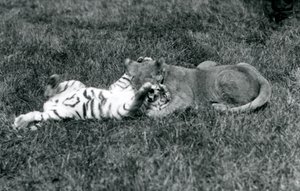 Lew i tygrys walczą na trawie, londyńskie zoo, wrzesień 1925 (zdjęcie czarno-białe) autorstwa Frederick William Bond