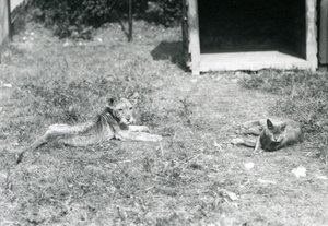 Lwiątko leżące na trawniku w pobliżu otwartej drewnianej skrzyni z kotem domowym, Londyńskie Zoo, lipiec 1925 autorstwa Frederick William Bond