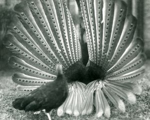 Samiec bażanta Argus Wielki pokaz zalotów Argus, z kobietą stojącą obok niego, Londyńskie Zoo, styczeń 1926 autorstwa Frederick William Bond