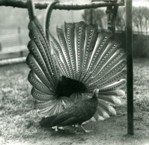 Samiec bażanta Argus Wielki pokaz zalotów Argus, z kobietą stojącą obok niego, Londyńskie Zoo, styczeń 1926 autorstwa Frederick William Bond
