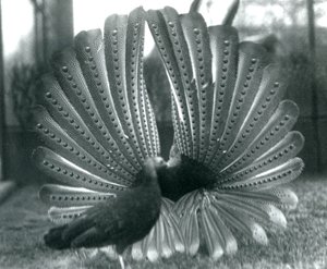 Samiec bażanta Argus Wielki pokaz zalotów Argus, z kobietą stojącą obok niego, Londyńskie Zoo, styczeń 1926 autorstwa Frederick William Bond