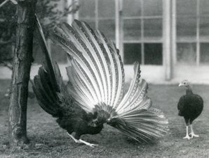 Samiec bażanta Argus lub Argusa wielkiego, prezentujący pióra skrzydeł i ogona, podczas gdy samica stoi przed nim, londyńskie zoo, styczeń 1926 autorstwa Frederick William Bond