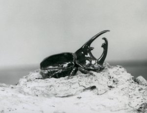 Samiec żuka atlaskiego odpoczywający na korze w londyńskim zoo autorstwa Frederick William Bond