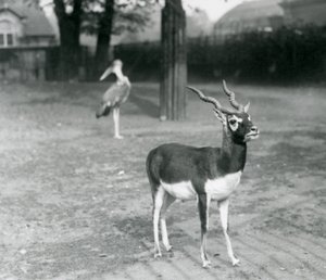 Samiec Blackbuck lub Indian Antelope stojący na padoku w londyńskim zoo, październik 1926 (zdjęcie czarno-białe) autorstwa Frederick William Bond