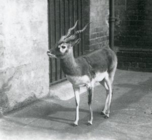Samiec Blackbuck stojący na wybiegu w londyńskim zoo w czerwcu 1925 r. autorstwa Frederick William Bond