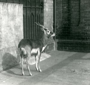 Samiec Blackbuck stojący na wybiegu w londyńskim zoo w czerwcu 1925 r. autorstwa Frederick William Bond