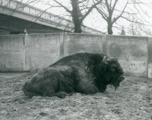 Samiec żubra leżący na trawie w swoim wybiegu, londyńskie zoo, 1927 r. autorstwa Frederick William Bond