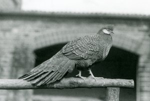 Samiec bażanta szarego pawia stojącego na grzędzie w londyńskim zoo w 1931 r. (zdjęcie czarno-białe) autorstwa Frederick William Bond
