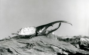 Samiec Hercules Beetle odpoczywający na korze w londyńskim zoo autorstwa Frederick William Bond