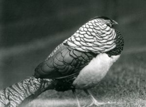 Samiec bażanta Lady Amherst, stojący na trawie, londyńskie zoo autorstwa Frederick William Bond