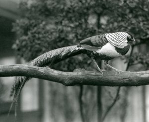 Samiec bażanta Lady Amherst spacerujący po poziomej gałęzi w londyńskim zoo w 1926 r. autorstwa Frederick William Bond