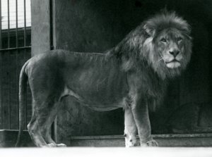 Samiec lwa w londyńskim zoo, czerwiec 1924 autorstwa Frederick William Bond
