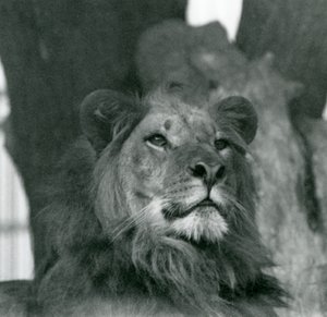 Samiec lwa w londyńskim zoo w 1929 roku (zdjęcie czarno-białe) autorstwa Frederick William Bond