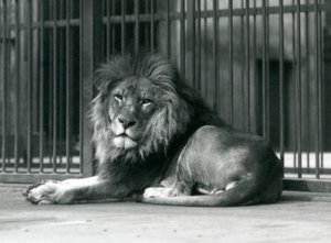 Samiec lwa leżący przy kratach swojego wybiegu, londyńskie zoo, wrzesień 1927 r. autorstwa Frederick William Bond