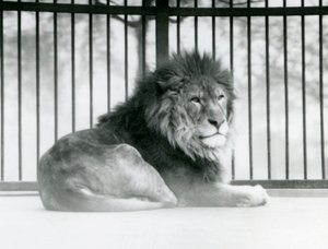 Samiec lwa odpoczywający w swojej zagrodzie w londyńskim zoo w marcu 1925 r. (zdjęcie czarno-białe) autorstwa Frederick William Bond