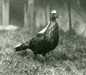 Samiec bażanta Swinhoes w londyńskim zoo, wrzesień 1923 autorstwa Frederick William Bond
