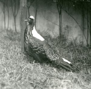 Samiec bażanta Swinhoes w londyńskim zoo, wrzesień 1923 autorstwa Frederick William Bond