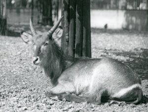 Samiec Kobus ellipsiprymnus, siedzący na swoim wybiegu w londyńskim zoo, lata 20. autorstwa Frederick William Bond