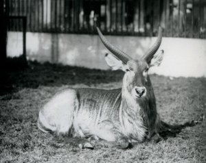 Samiec kozła wodnego leżący na trawie na swoim padoku w londyńskim zoo w 1928 roku (zdjęcie czarno-białe) autorstwa Frederick William Bond