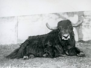 Samiec Jaka leżący w swojej zagrodzie w londyńskim zoo w 1928 roku (zdjęcie czarno-białe) autorstwa Frederick William Bond