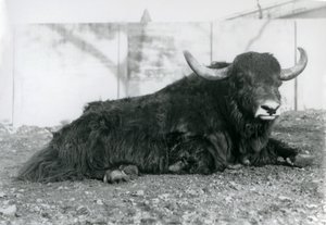 Samiec Jaka leżący w swoim wybiegu w londyńskim zoo w sierpniu 1928 r. (zdjęcie czarno-białe) autorstwa Frederick William Bond