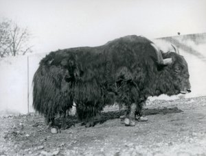Samiec jaka stojącego na swoim padoku w londyńskim zoo w 1928 r. (zdjęcie czarno-białe) autorstwa Frederick William Bond