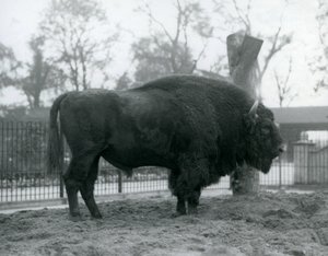 Samiec żubr stojący na trawie w swoim padoku. Londyńskie zoo, październik 1927. Bezbronne żubry są również znane jako żubry lub żubry. autorstwa Frederick William Bond
