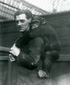 Mężczyzna niesie na plecach szympansa Sally, londyńskie zoo, 1924 autorstwa Frederick William Bond