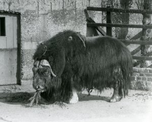 Dojrzały byk Muskox, również pisany wół piżmowy i stojący wół piżmowy, jedzący na swoim padoku w londyńskim zoo w 1931 r. (zdjęcie czarno-białe)