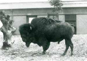 Zagrożony amerykański byk BizonBuffalo stojący na wybiegu, londyńskie zoo, 1927 r. autorstwa Frederick William Bond