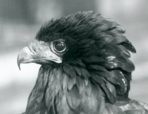 Niemal zagrożony orzeł Bateleur w londyńskim zoo w 1927 r. autorstwa Frederick William Bond