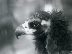 Prawie zagrożony wyginięciem euroazjatycki sęp czarny w londyńskim zoo, 1927 r.