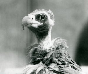 Bliski zagrożenia euroazjatycki sęp czarny w londyńskim zoo, lipiec 1926 r. autorstwa Frederick William Bond