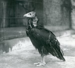 Niemal zagrożony sęp zwyczajny stojący w londyńskim zoo, 1927 autorstwa Frederick William Bond
