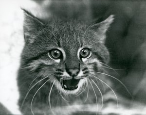Prawie zagrożony kot pampasowy / kot Pantanal / colocolo w londyńskim zoo w 1929 r. (zdjęcie czarno-białe) autorstwa Frederick William Bond