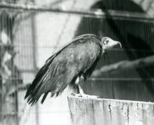Obecnie krytycznie zagrożony sęp kapturowy stojący na kłodzie, londyńskie zoo, wrzesień 1925 autorstwa Frederick William Bond