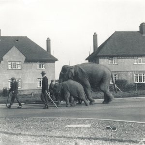 Para słoni indyjskich wędrująca z Tilbury do ZSL Whipsnade autorstwa Frederick William Bond