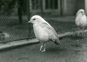 Para Kagusów, lub Cagous, stojących na podłodze ich zagrody w londyńskim zoo, 1927 autorstwa Frederick William Bond