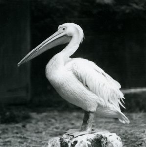 Pelikan stojący na pniu w londyńskim zoo we wrześniu 1925 r. autorstwa Frederick William Bond